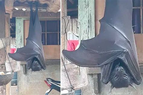 Incredible Photo Of Terrifying Giant Golden Crowned Flying Fox Is Not