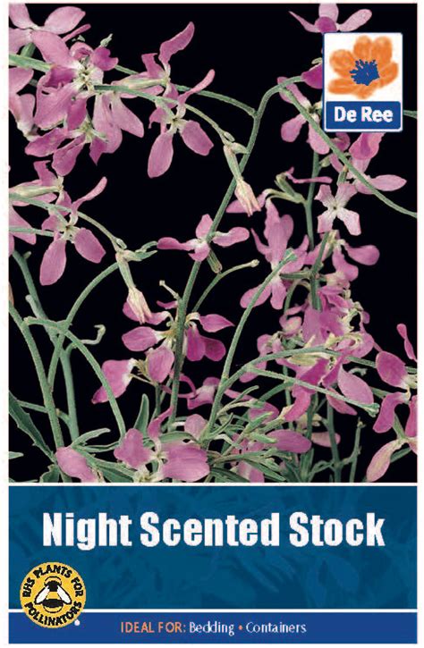 Night Scented Stock Seeds Bunkers Hill Plant Nursery