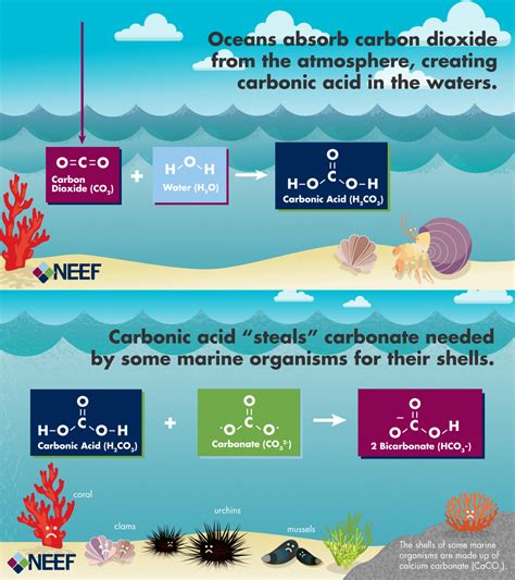 Ocean Acidification Ocean Acidification Environmental Science
