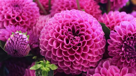 Scarica gratis immagini di fiori per il buongiorno buonanotte e. Scarica sfondi Dahlia, 4k, fiori rosa, germoglio, fiore monitor con risoluzione 3840x2160 ...