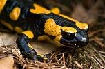 The fire salamander (Salamandra salamandra) is possibly the best-known ...
