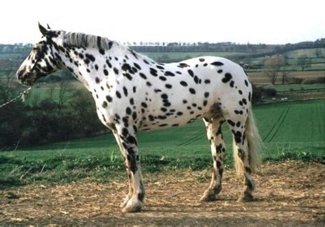 20 Of The Rarest And Most Beautiful Horse Breeds In The World
