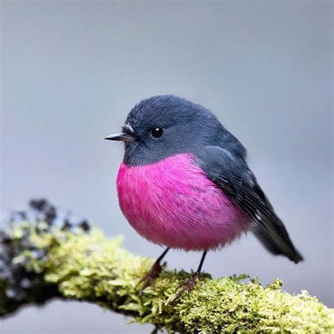 Adorable Australian Pink Robins Are Vibrant And Very Round Beautiful