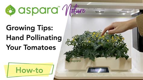 Growing Tips Hand Pollinating Your Tomatoes Youtube