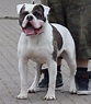 Alapaha Blue Blood Bulldog Info, Temperament, Puppies, Pictures