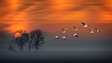Flight Sunset Geese In Flight Fog Wood Red Sky Art Hd Wallpaper For