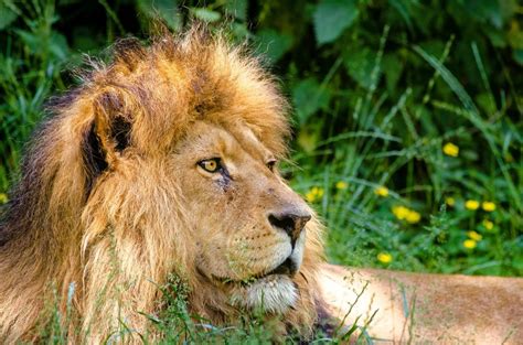 El León Africano Y Su Larga Melena En Acción Video