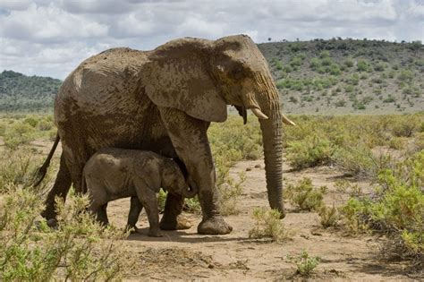 Elephants Are Very Scared Of Bees That Could Save Their Lives Wildlife Conservation Network