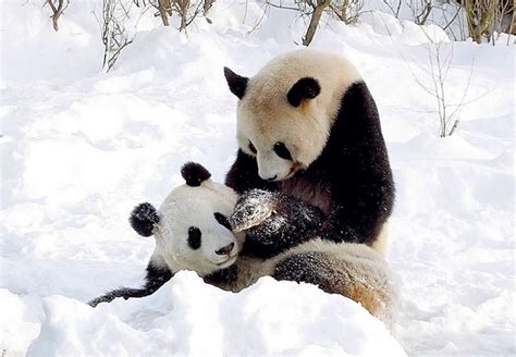 20 Wonderful Pictures Of Animals In The Snow Amazing