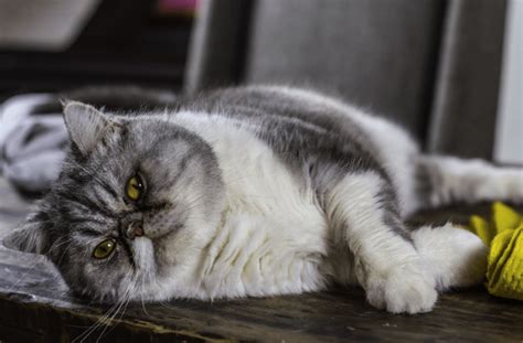 Since every cat is different, it's impossible to pick the singular best dry cat food. 8 Best Cat Food for Overweight Indoor Cats (Updated 2018 ...