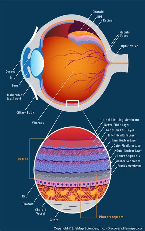 Human Eye Anatomy Infographic Lifemap Discovery