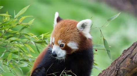 Download Wallpaper 1366x768 Red Panda Bamboo Cute Animal Tablet