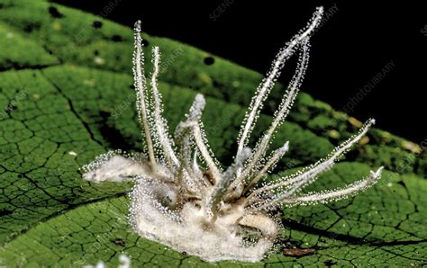 Ant Infected By An Entomopathogenic Fungus Stock Image C050 3498