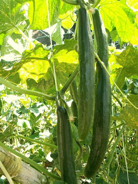 Buy Suyo Long Cucumber Seeds Annual Vegetable Online Grow Your Own