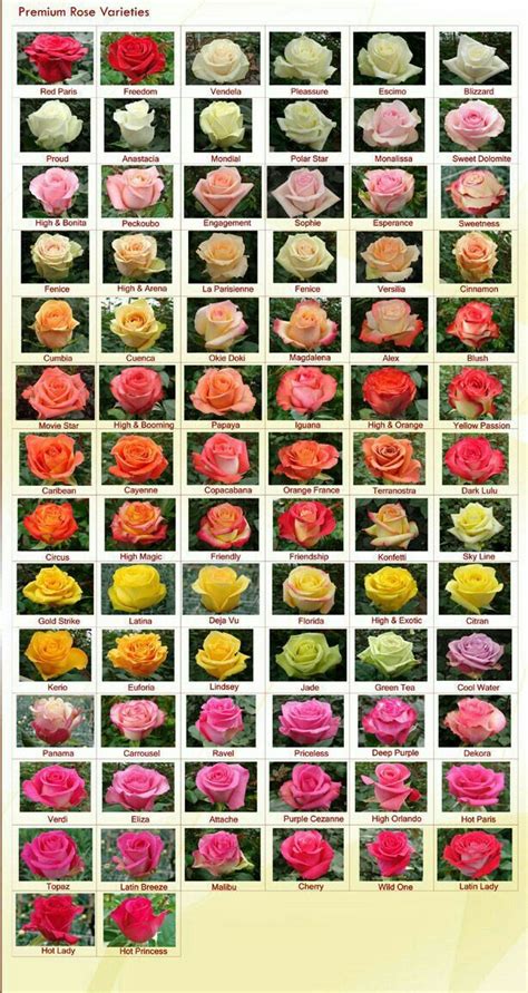 Pin By Almási Anikó On Növények Rose Varieties Flower Chart