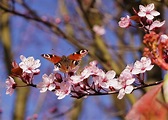 Frühling Foto & Bild | frühling, natur, pflanzen Bilder auf fotocommunity