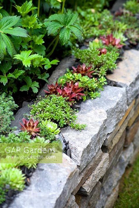 Get Well Soon Garden Dry Stone Wall Lined With Houseleeks