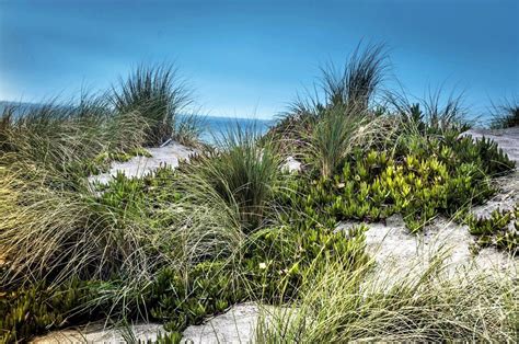 Visitez Castroville : le meilleur de Castroville, Californie pour 2023