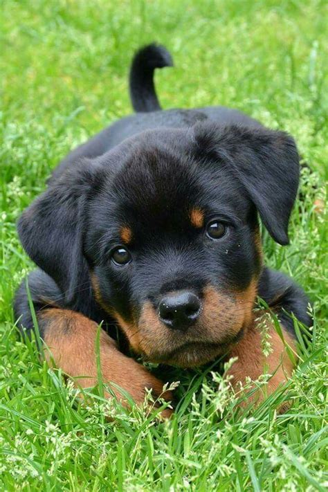 Cutest Rottweiler Puppies The 15 Most Important Rottweilers Of 2015