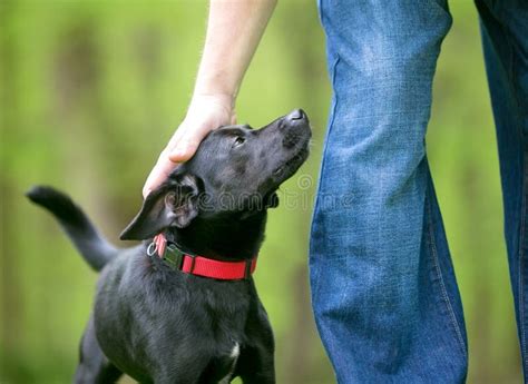 A Person Petting A Small Black Terrier Mixed Breed Dog Stock Image