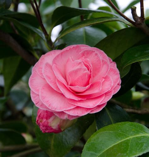 Kamelie Mary Pink Icicle Camellia Japonica Pink Icicle