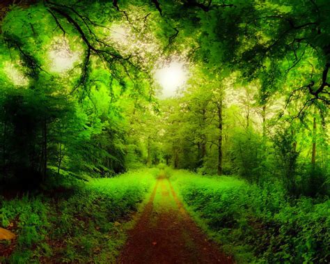 Natural Forest Road Trees Green Forest Grass Green Hd