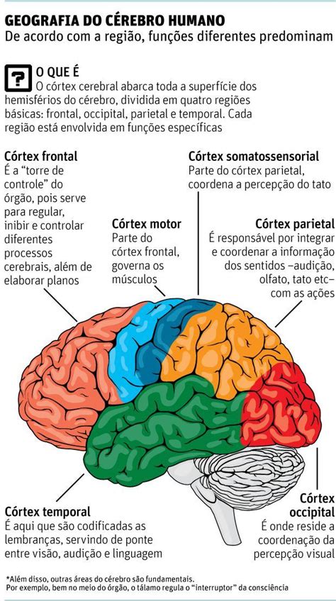 Cerebro Diyforyou Material De Enfermagem Neurociencia E