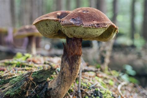 Admirable Bolete In October 2021 By Nic S · Inaturalist