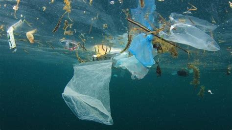 Petition · Save Marine Life And Ban Plastic Straws And Bags At Ucsb