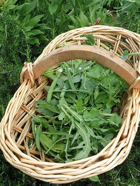 How To Grow Arugula Tips And Guide For Growing Arugula