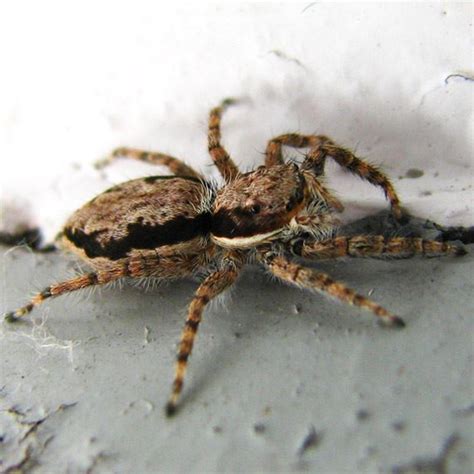 The bite itself is not usually painful. Spider Control in Alabama - Advanced Pest Control of Alabama