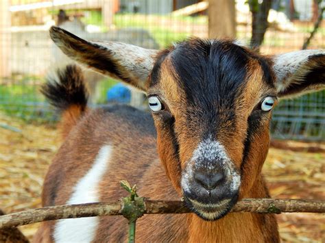 Miniature Goats Nigerian Dwarf Goats For Sale Zodiac Mini Goats