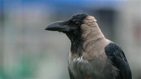 Black And Gray Short Beaked Bird · Free Stock Photo