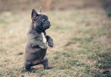 French Bulldog puppies price range. How much do French ...