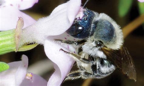 Researchers Rediscover Ultra Rare Blue Bee Long Thought To Be Lost In