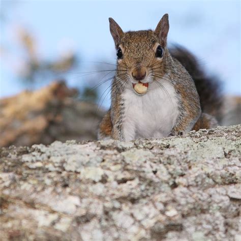 Nutty Squirrel Photograph By Donald Hazlett Fine Art America