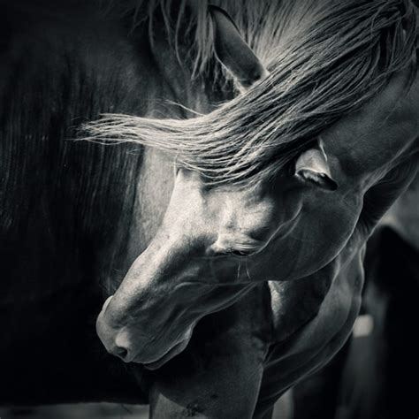 Horse Black And White Portrait 54ka Photo Blog