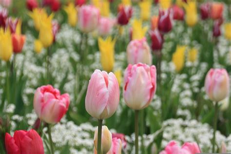 Tulip Flower Meadow Spring Free Photo On Pixabay