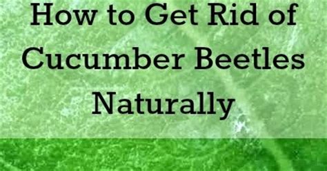 They were killing my broccoli and basil! Grow. Pray. Build.: How to Get Rid of Cucumber Beetles ...