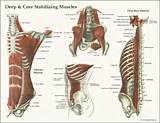 Photos of The Body''s Core Muscles Are The