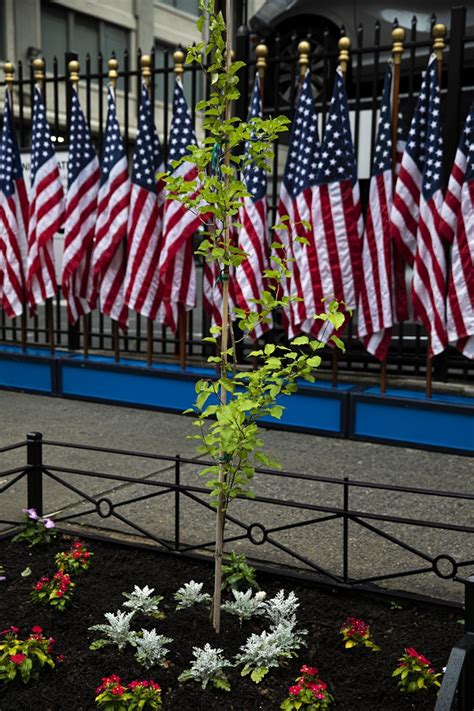 911 Memorial Gives Survivor Tree Seedling To New York City Fire Museum