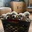 4 Gorgeous Purebred Labrador Puppies