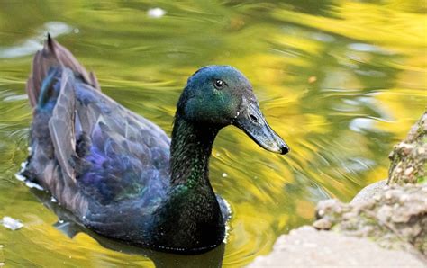 Part Of Our Breed Profiles Series Cayuga Ducks Are A Medium Sized Duck