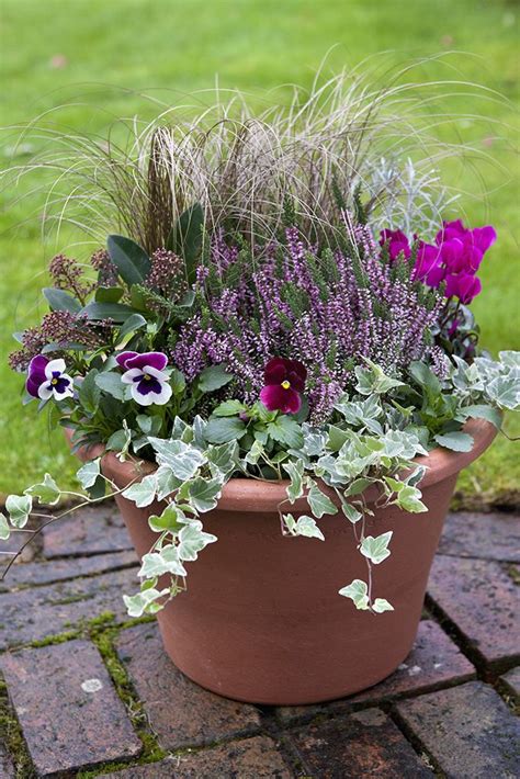 Cyclamen Heather And Bulb Pot Display Autumn Garden Pots Winter