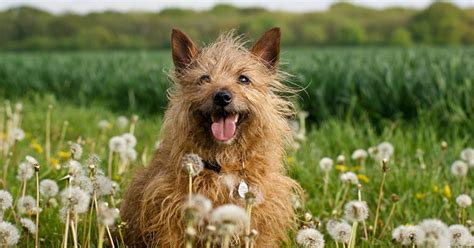 Terrier Group Dog Breeds Quiz By Palmtree