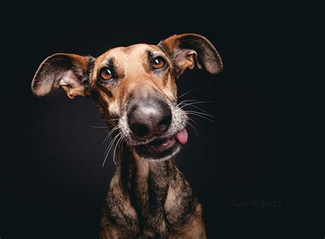 Delightfully Expressive Portraits Of Dogs By Elke Vogelsang