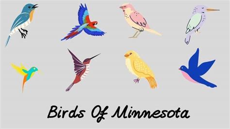 These Are 20 Breathtaking Backyard Birds Of Minnesota