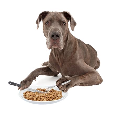 Quality food keeps the pet active and fit all day, well we know. 7 Best Dog Foods for Great Danes (2019 Reviews) | Canine ...