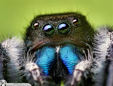 The Most Beautiful Spider In The World 20 Pics Bored Panda