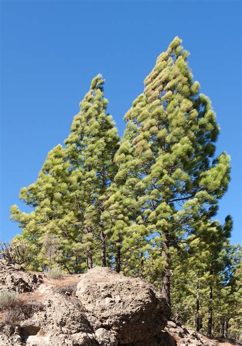 Pinus Pinheiros Espécies Características Árvores Infoescola
